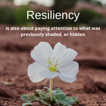 image of white flower breaking up through the dirt